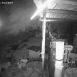 Immagini dalla pagina Facebook "Animal Project Isola d'Elba"